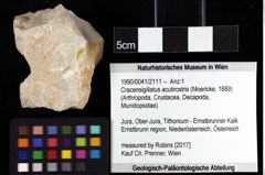 Foto (Objket + Etiketten) von Cracensigillatus acutirostris (Moericke, 1889) 